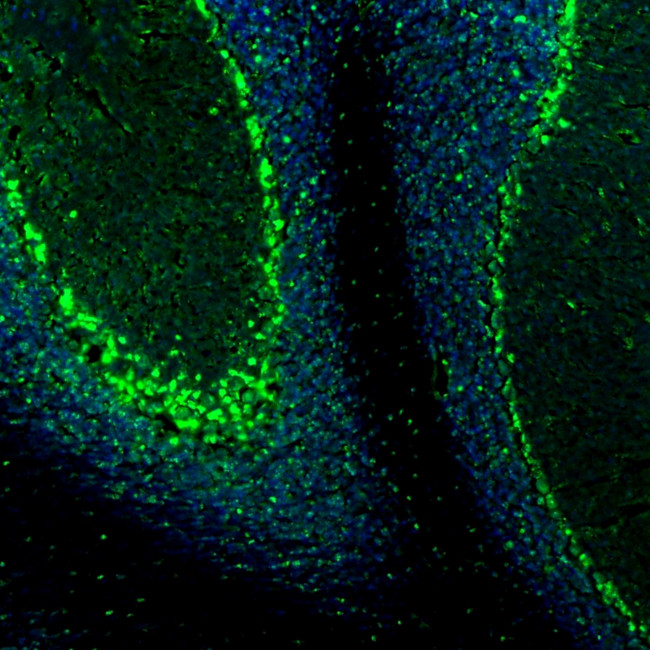 Валидация AssayVector ARM1218(579)