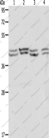Вестерн-блоттинг, PSMD6, клетки HeLa, 293T, NIH/3T3 и Jurkat