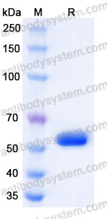 EHM00106, SDS-PAGE