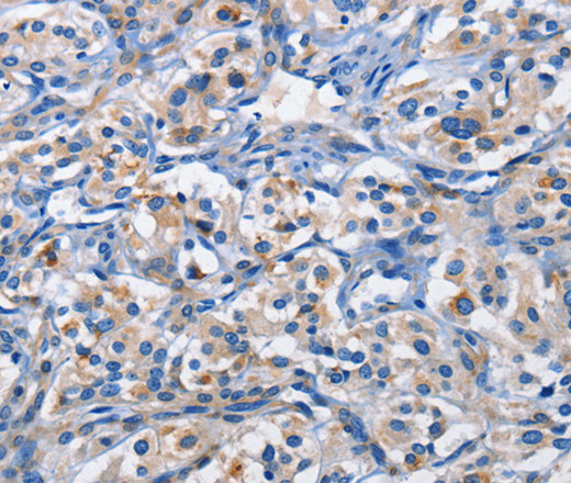 Валидация Elabscience E-AB-14694