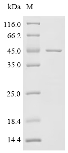 SDS-PAGE