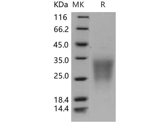 Валидация Elabscience PKSH030883(1718)