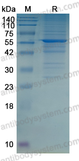 YHG14002, SDS-PAGE