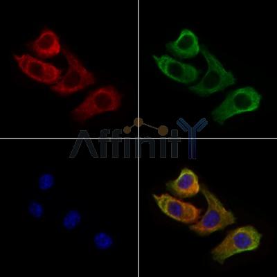 Валидация Affinity DF6217 - 17496