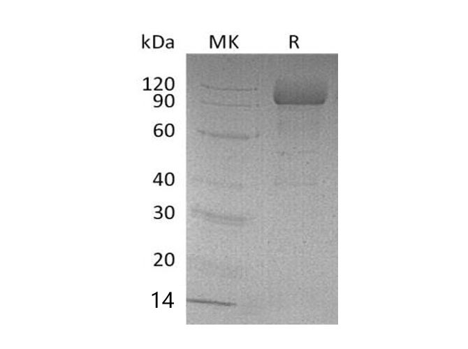 Валидация Elabscience PKSM041136(5049)