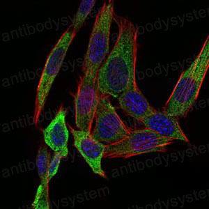 Валидация IF - AntibodySystem RHB65101 (146)