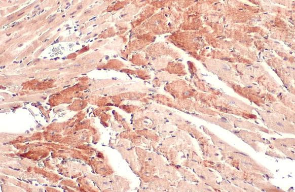 Валидация AssayVector ARM1085(242)