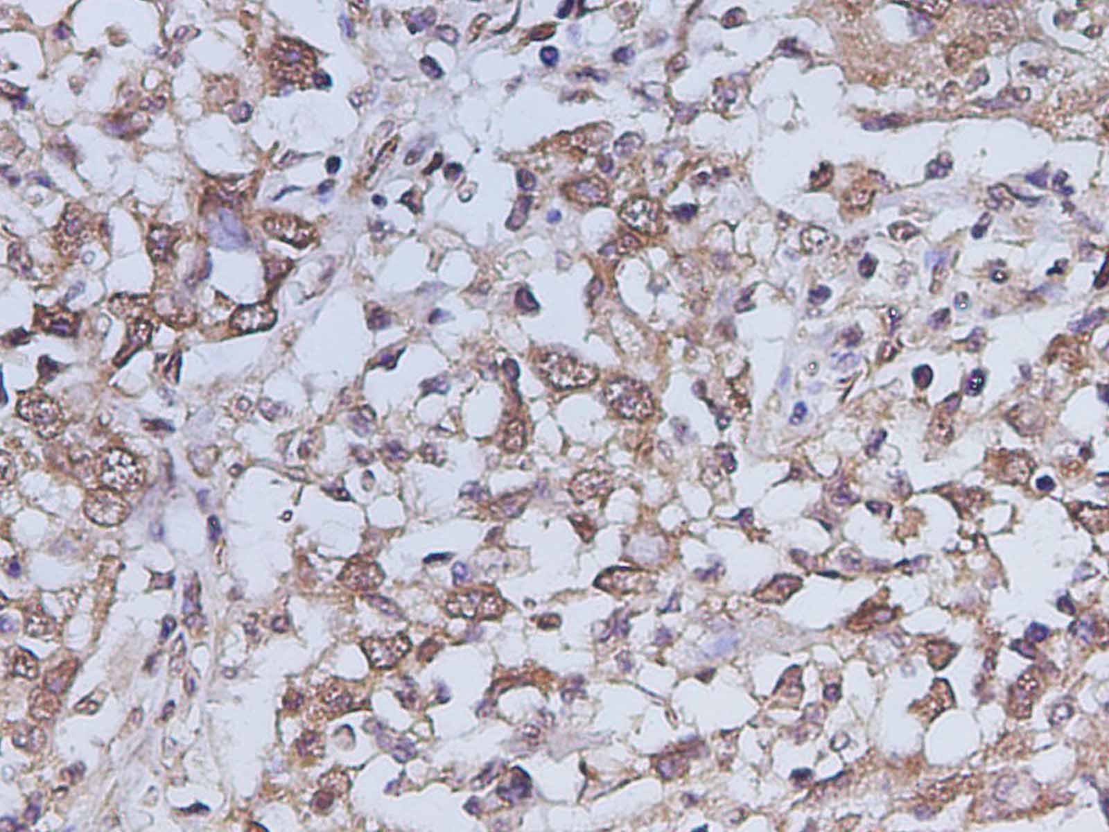 Валидация Elabscience D-AB-10452L