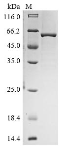 SDS-PAGE