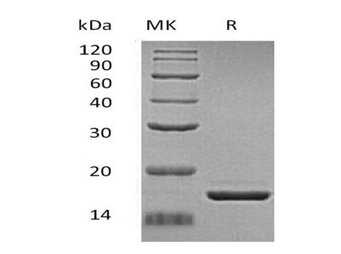 Валидация Elabscience PKSH033244(3585)