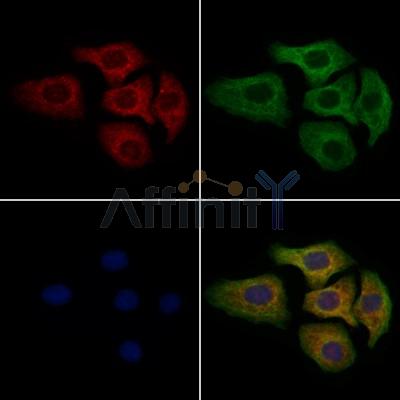 Валидация Affinity DF9237 - 21658