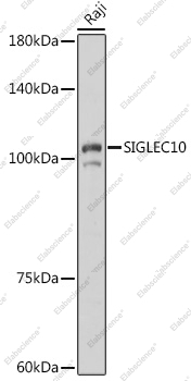 Вестерн-блоттинг, SIGLEC10, клетки Raji