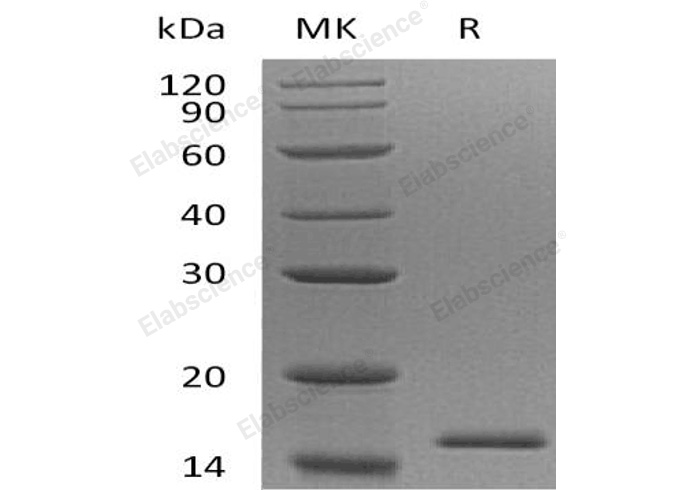 Валидация Elabscience PKSH032409(2889)