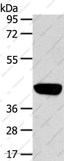 Вестерн-блоттинг, PRSS50, клетки HepG2
