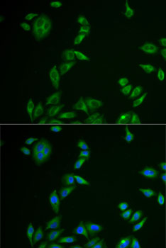 Валидация Elabscience E-AB-61863
