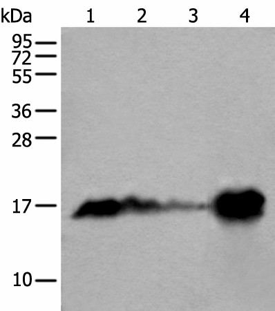 Валидация Elabscience E-AB-18263