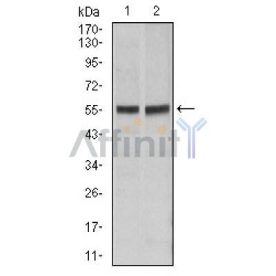 Валидация Affinity BF0557 - 5291