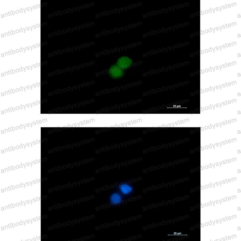 Валидация IF - AntibodySystem RHG38101