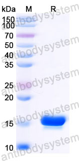 Валидация SDS-PAGE - AntibodySystem RHJ80801