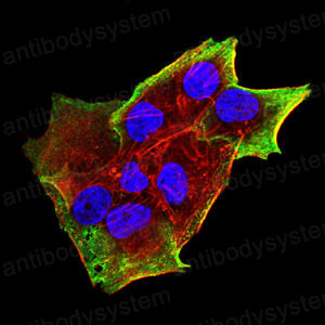 Валидация IF - AntibodySystem RHJ88602