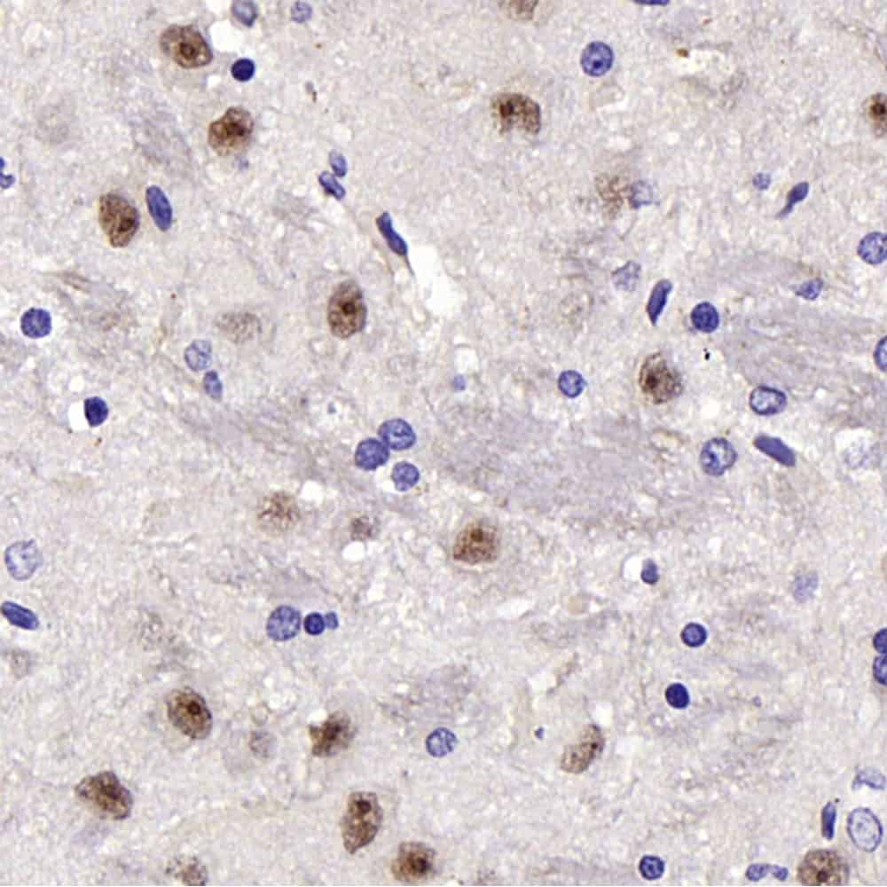 Валидация Elabscience E-AB-70345