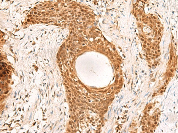 Валидация Elabscience E-AB-52625