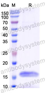 Валидация SDS-PAGE - AntibodySystem RHG93503
