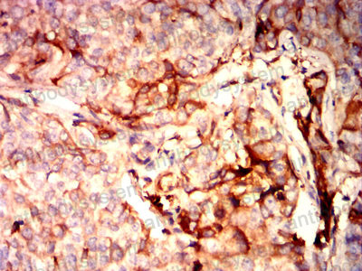 Валидация AntibodySystem RHB89505 (426)