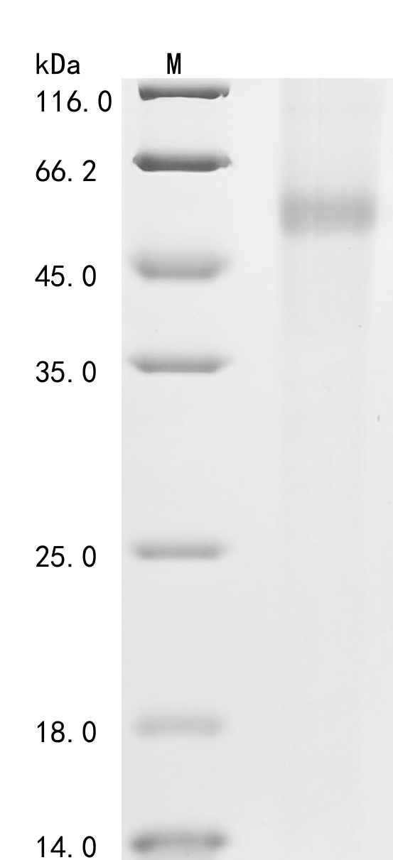 SDS-PAGE