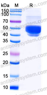 EHD13702, SDS-PAGE