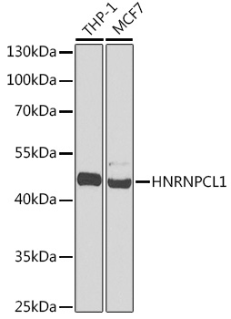 Валидация Elabscience E-AB-66651
