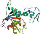 Fatty Acid Transport Protein 5 (FATP5)