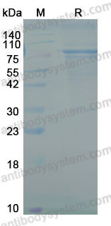 YHA91102, SDS-PAGE