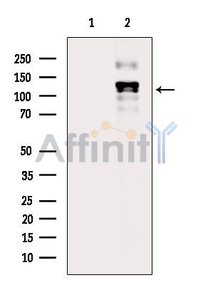 Валидация Affinity DF13834 - 9525