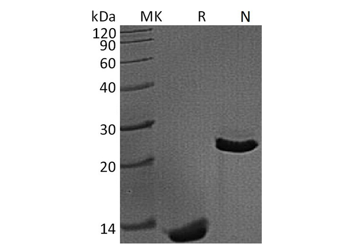 Валидация Elabscience PKSM041167(5075)