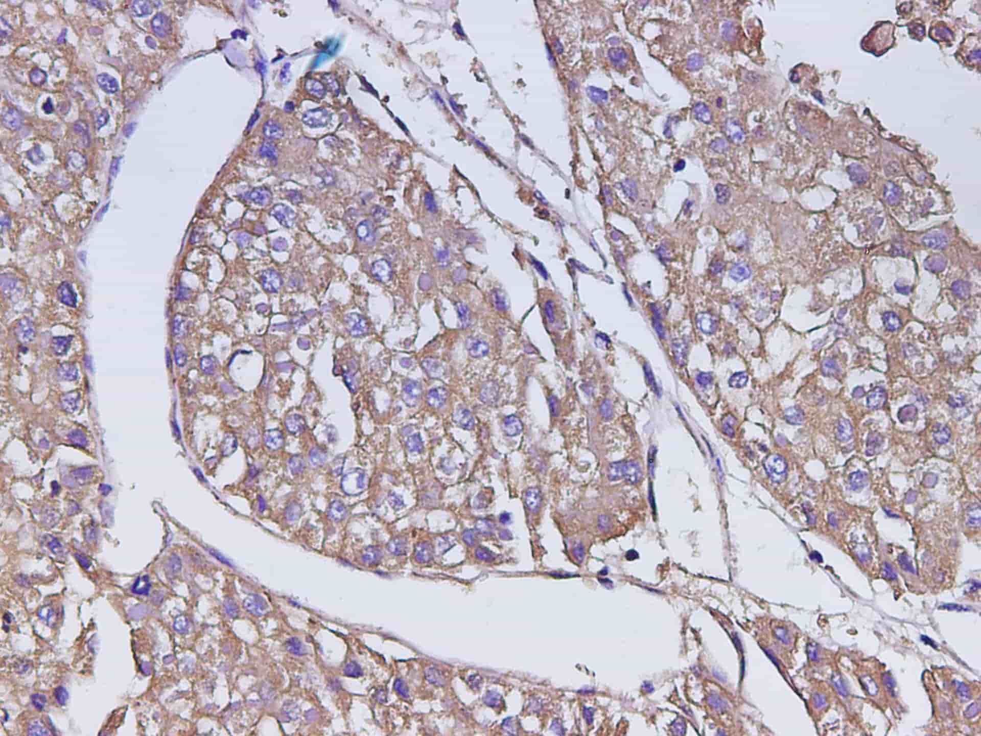 Валидация Elabscience D-AB-10223L