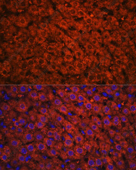 Иммунофлуоресценция, ADH1A/ADH1B/ADH1C, ткань печени крысы