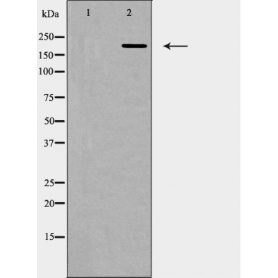 Валидация Affinity AF5452 - 3103
