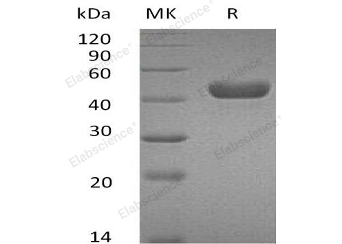 Валидация Elabscience PKSM040972(4910)