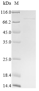 SDS-PAGE