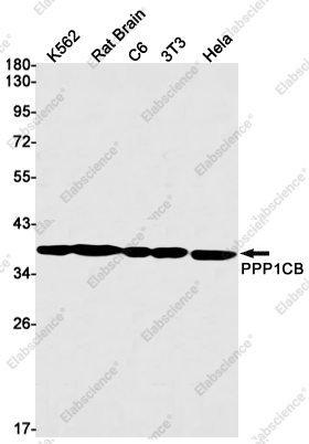 Вестерн-блоттинг, PPP1CB, клетки K562, мозг крысы, клетки C6, 3T3, HeLa