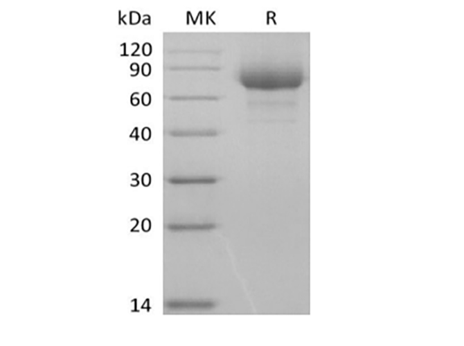 Валидация Elabscience PKSH033986(4216)