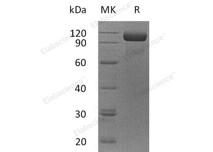 Валидация Elabscience PKSH032396(2878)