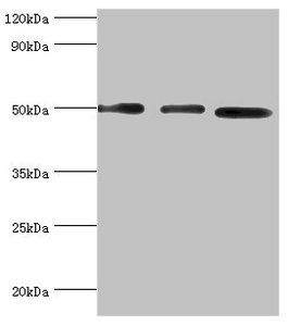 Валидация AssayVector ARM1611(1696)