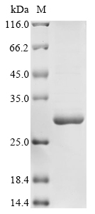 SDS-PAGE