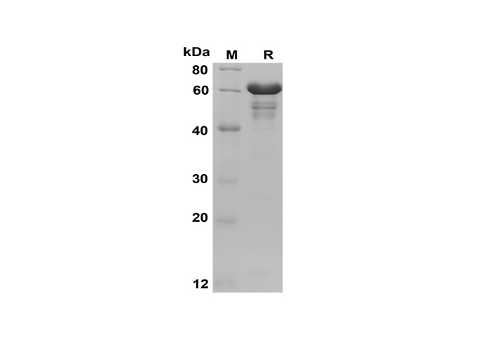 Валидация Elabscience PDEH100581(93)