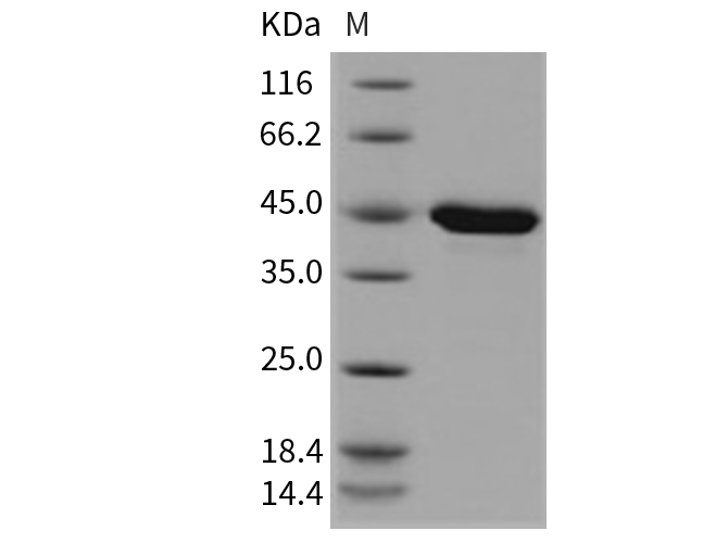 Валидация Elabscience PKSM040761(4732)