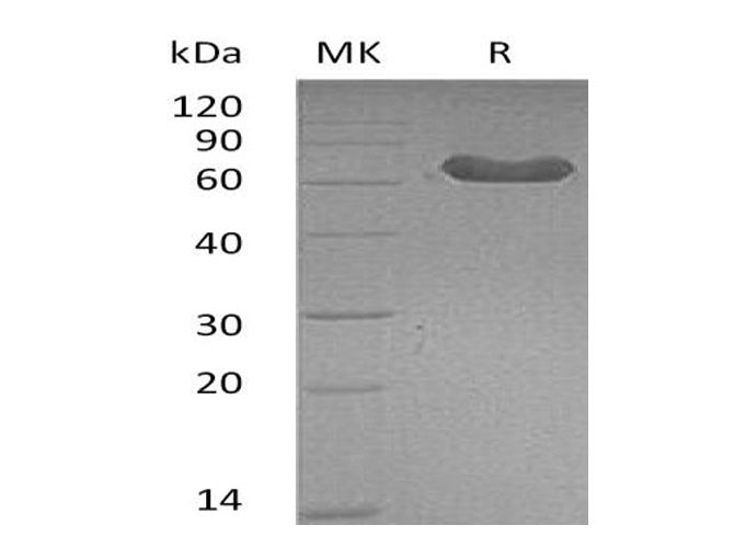 Валидация Elabscience PKSM041105(5024)