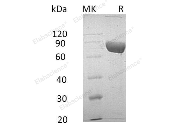 Валидация Elabscience PKSH032693(3124)