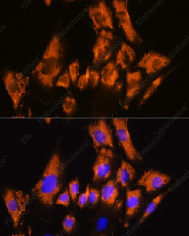 Иммунофлуоресценция, CDH8, клетки C6
